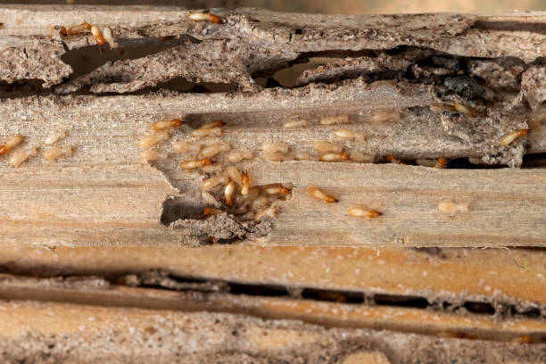 Best Bed Bug Extermination  in Danbury, TX